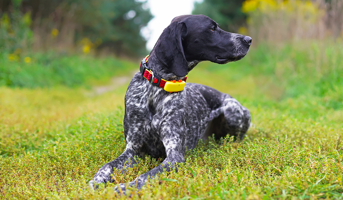 dog with location tag